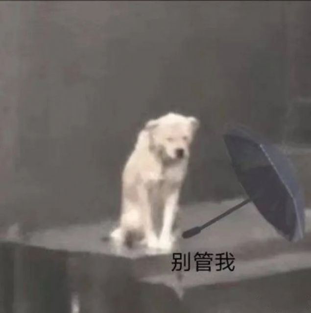 小狗淋雨表情包另一个狗撑伞图片